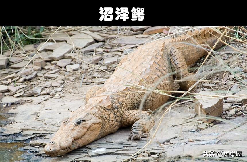囚禁利润：巴基斯坦地下动物贸易